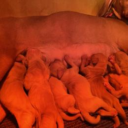 Boy 1 - Golden rust male Vizsla puppy in Riverview, Indiana from Kismet Vizslas