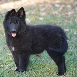 Rhona - Black female Belgian Tervuren puppy in South Point, Ohio from Aftershock Belgians