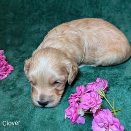 Clover - Cream male Cockapoo puppy in Sunset, Louisiana from Cano Cockapoos