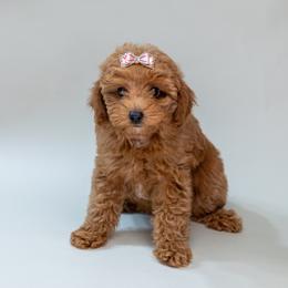 Ginger - Red  female Poodle puppy in Weston, Florida from Miami Toy Poodles