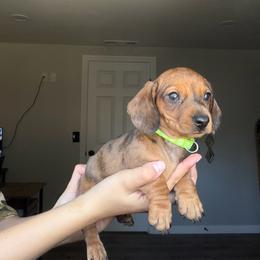 Russel - Dapple male Dachshund puppy in Modesto, California from Raws Doxies