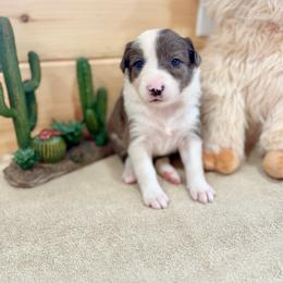 Bonnie - Blue merle female Border Collie puppy in Owenton, Kentucky from Three16 Ranch