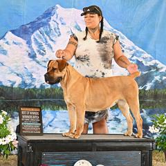 Genny Weasley - Boerboel