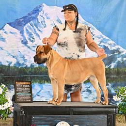 Genny Weasley - Boerboel