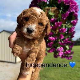 Independence - Red  male Poodle puppy in Greensburg, Kentucky from Doodle Me Crazy