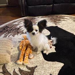 Abby - White black and tan female Papillon puppy in Howe, Oklahoma from Southern Sweet Papillons
