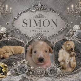 Simon - Wheaten male Miniature Schnauzer puppy in Sacramento, California from T & A Cali Schnauzer