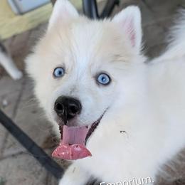 Victor - 1200 - White male Pomsky puppy in Spring Hill, Florida from www.PuppyTimeEmporium.com