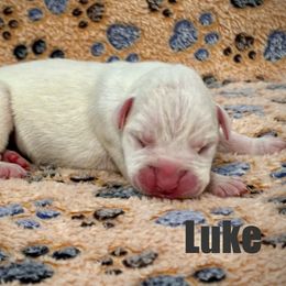 Boxer Puppies from Tommaso AKC Boxers