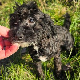 Sly - Black male Maltipoo puppy in Lebanon, Kentucky from Mosaic Merle Doodles