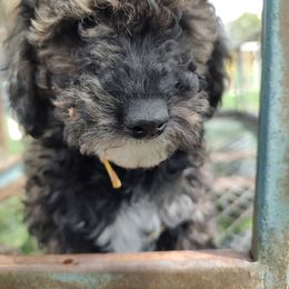 Assorted Doodle Crosses, Aussiedoodle, Cockapoo, and Poodle Puppies from Lucky Pup Meadows