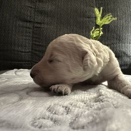 Poodle Puppies from Foxy Poodles