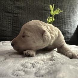 Poodle Puppies from Foxy Poodles