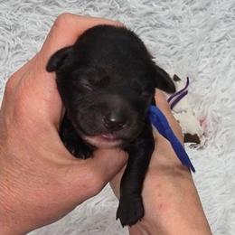 Waffles - Black male Cavapoo puppy in Vernon, Texas from Sugarland's Texas Goldendoodles