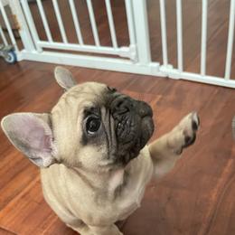French Bulldog Puppies from Fabi's French Bulldogs