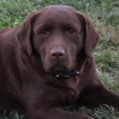 Journey - Labrador Retriever