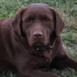 Journey - Labrador Retriever