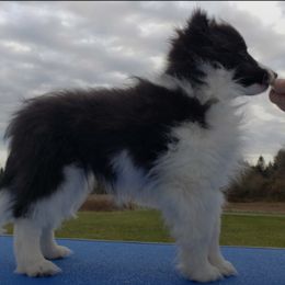 Shetland Sheepdogs from Twisted Tree Shelties