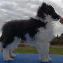 Shetland Sheepdogs from Twisted Tree Shelties