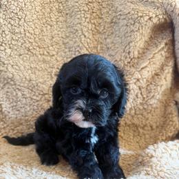 Midnight - Black and white female Cavapoo puppy in Knoxville, Tennessee from Rocky Top Cavapoos