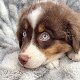 Pueblo-Full tail and blue eyes likely - Red tri-color male Australian Shepherd puppy in Penrose, Colorado from Best Friend Aussies