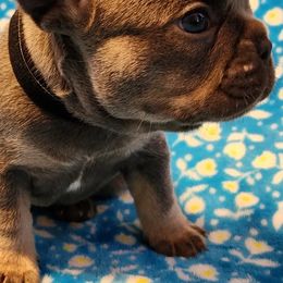 French Bulldogs from Big Oso's Creations