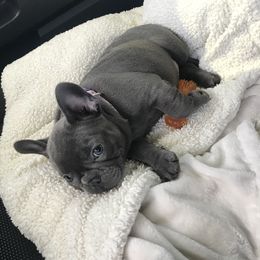 French Bulldog Puppies from Crooked C Ranch