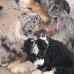 Aussiedoodle puppies from Sugar Doodles