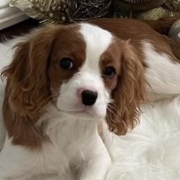 Cavalier King Charles Spaniels and Cavapoos from By Design Doodles