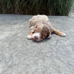 FREEDOM - Red merle female Aussiedoodle puppy in Sharpsburg, Georgia from Steindoodles
