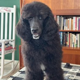 Dublin - Black male Poodle puppy in Ruskin, Florida from Leslie's Poodles
