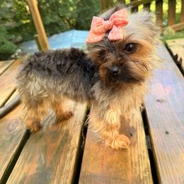 Yorkshire Terrier puppies from Nalley Kennels