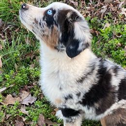 Rey - Blue merle Miniature American Shepherd puppy in Ruffin, North Carolina from Valkyrie Adventures
