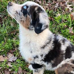 Rey - Blue merle Miniature American Shepherd puppy in Ruffin, North Carolina from Valkyrie Adventures