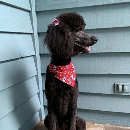 Freya - Poodle