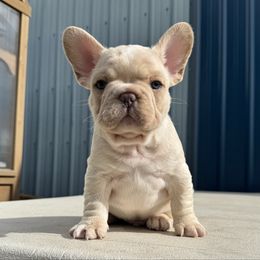 Draco Malfoy - Cream male French Bulldog puppy in Salem, Oregon from Toy House Frenchies