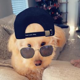 Bernedoodles and Goldendoodles from Sammy's puppies