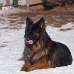 German Shepherds from Bergerhaus German Shepherds
