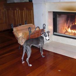 Tifffany - Italian Greyhound