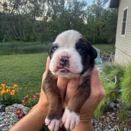 Adams - Fawn male Boxer puppy in Jamesville, New York from Reynolds Homestead Boxers
