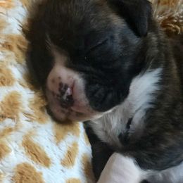 Boxer Puppies from Venician Boxers