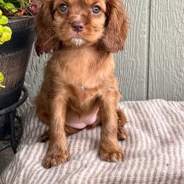 Sugar - Ruby female Cavalier King Charles Spaniel puppy in Caldwell, Idaho from Treasure Valley Poodles