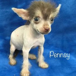 Chinese Crested Puppies from The Cranberry Dog