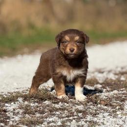 Boy 2 - Red tri-color male Australian Shepherd puppy in Argyle, Iowa from Country Time Kennels
