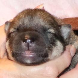Betsy - Orange Collar - Fawn female Eurasier puppy in Lakewood, Ohio from Exquisite Eurasier