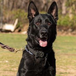 Bailey - German Shepherd