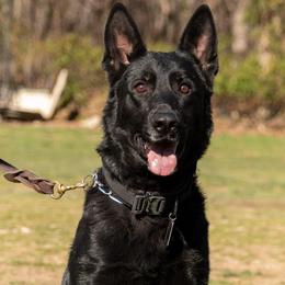 Bailey - German Shepherd