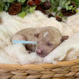 Frosty - Apricot male Goldendoodle puppy in Haltom City, Texas from Ohana Doodles