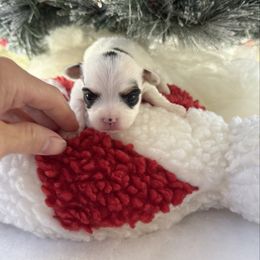 Carrie - Parti female Yorkshire Terrier puppy in Nesbit, Mississippi from Bluff City Yorkies