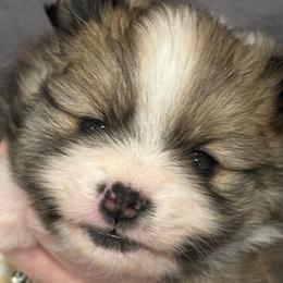 Scarlet - Red sable female Pomeranian puppy in Palatka, Florida from Sugarland Pomeranians